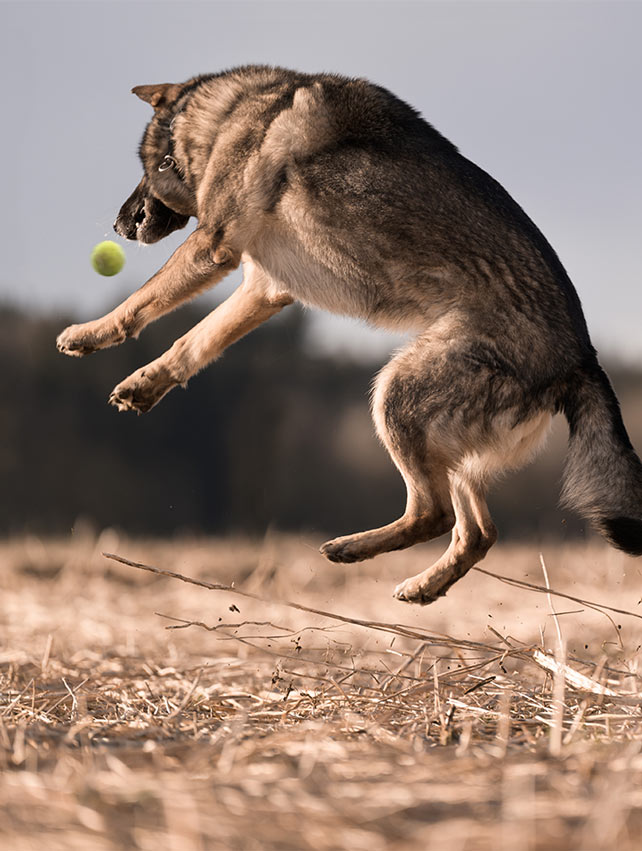 Alexandra Höchstetters Hund beim Ballspielen